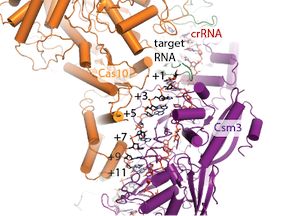Molecular structure of Cas10-Csm