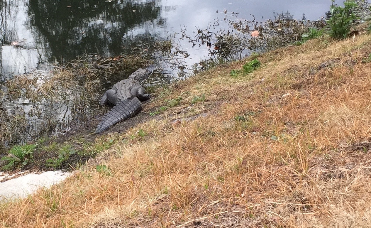 An alligator in a pond